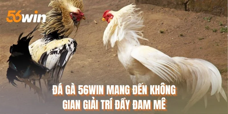 Đá gà 56WIN mang đến không gian giải trí đầy đam mê