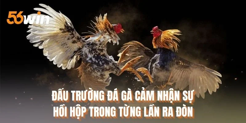 Đấu trường đá gà cảm nhận sự hồi hộp trong từng lần ra đòn