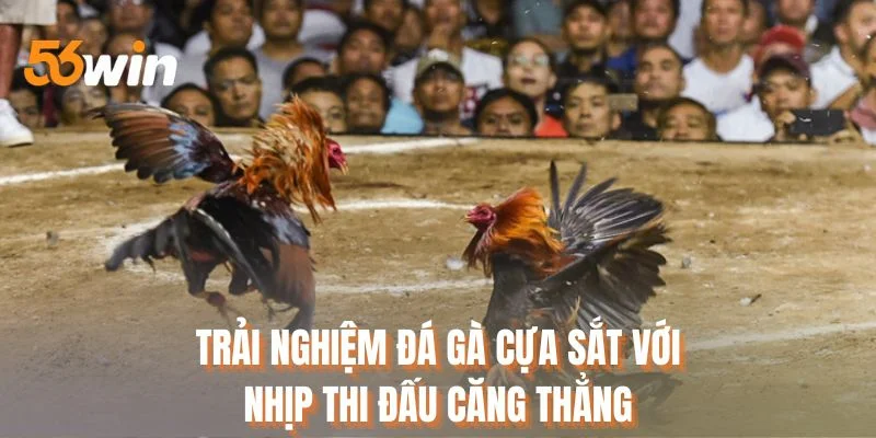 Trải nghiệm đá gà cựa sắt với nhịp thi đấu căng thẳng